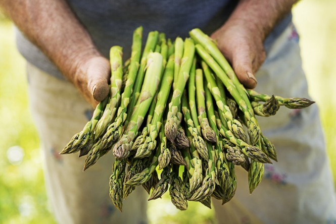 Asparagus. Fresh Asparagus. Green Asparagus. Asparagus in hands of a farmer