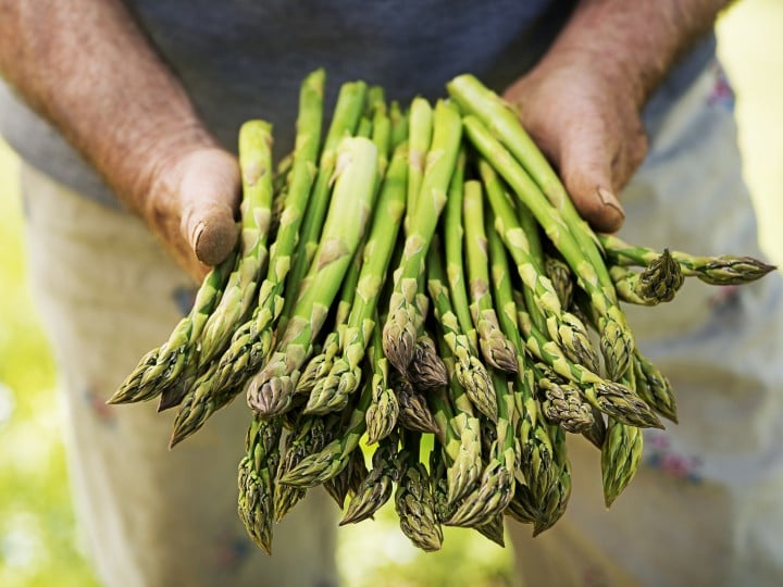Asparagus. Fresh Asparagus. Green Asparagus. Asparagus in hands of a farmer