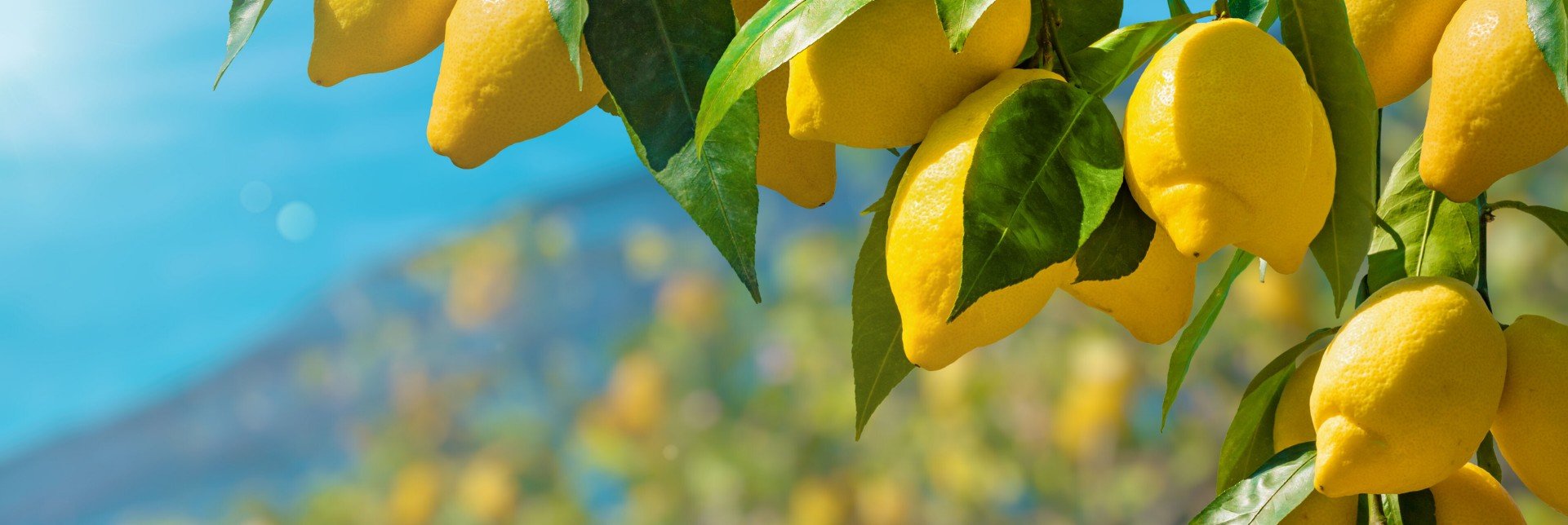 Beautiful lemon garden, bunches of fresh yellow ripe lemons with Bunches of fresh yellow ripe lemons with green leaves, part of lemon garden covered by protective mesh.