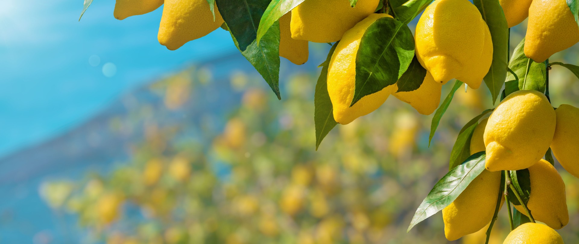 Bunches of fresh yellow ripe lemons with green leaves, part of lemon garden covered by protective mesh.