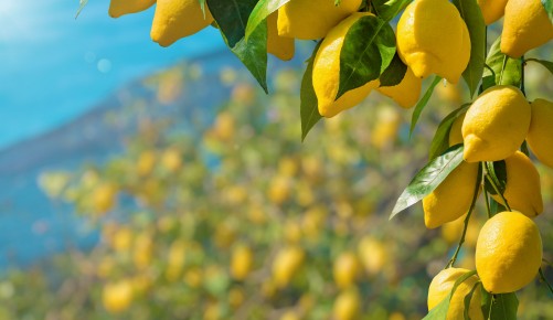 Bunches of fresh yellow ripe lemons with green leaves, part of lemon garden covered by protective mesh.