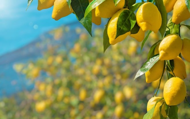 Bunches of fresh yellow ripe lemons with green leaves, part of lemon garden covered by protective mesh.