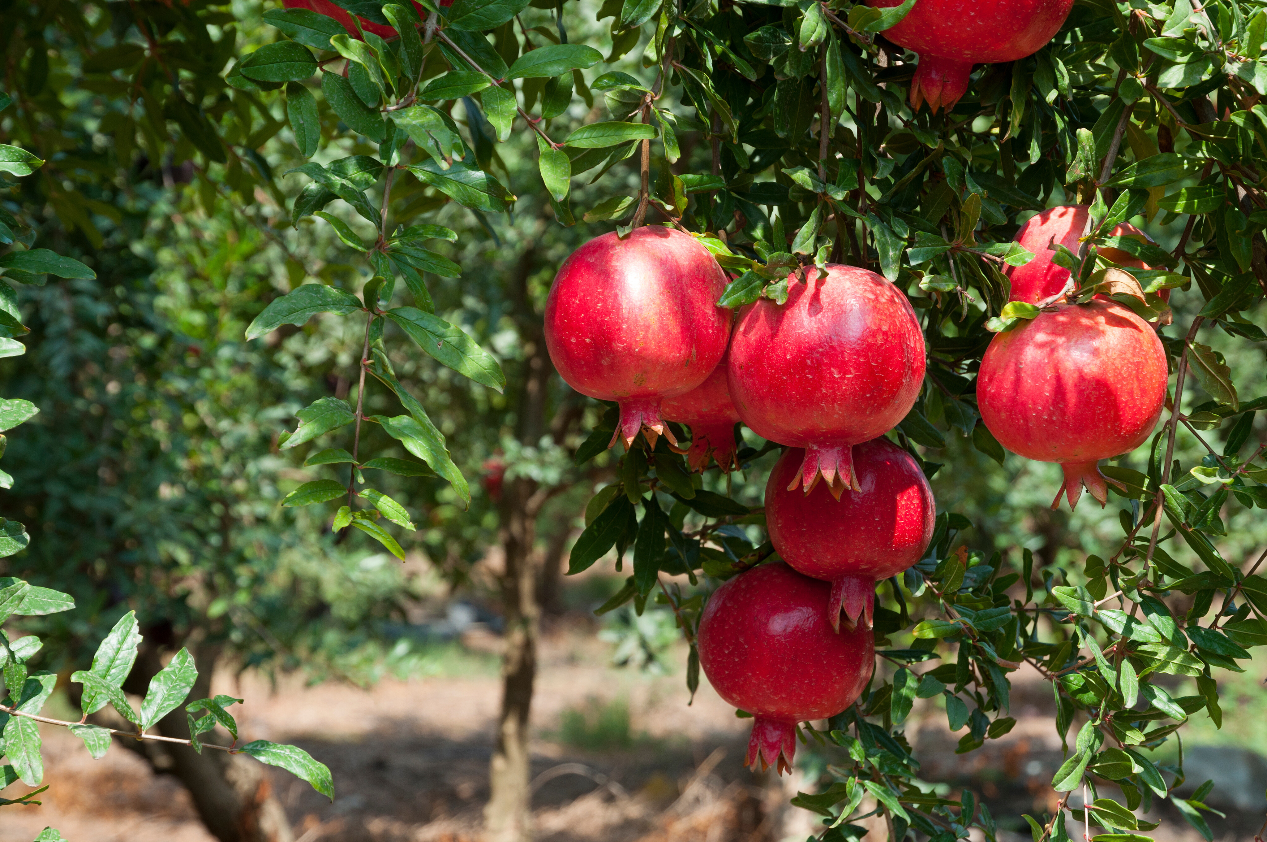 SPAR Granatapfel