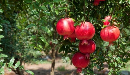 Granatapfel