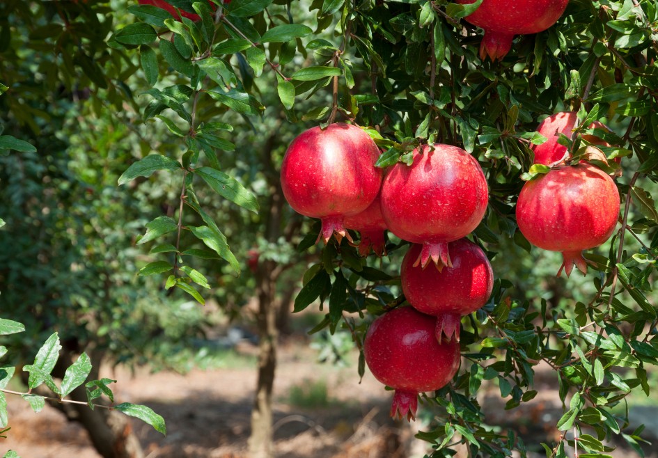 Granatapfel