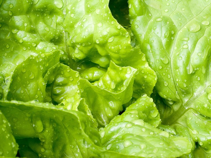 Eisbergsalat