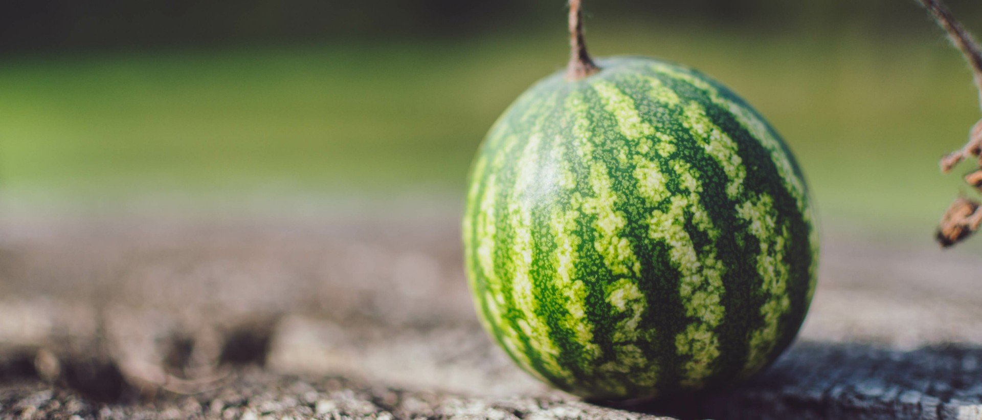 Mini Wassermelone