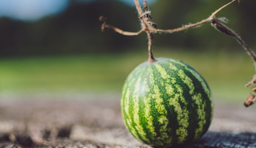 Mini Wassermelone