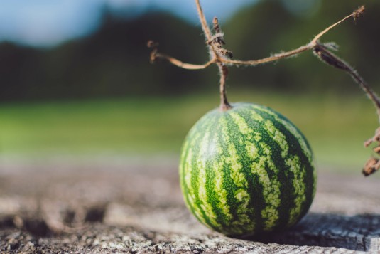 Mini Wassermelone