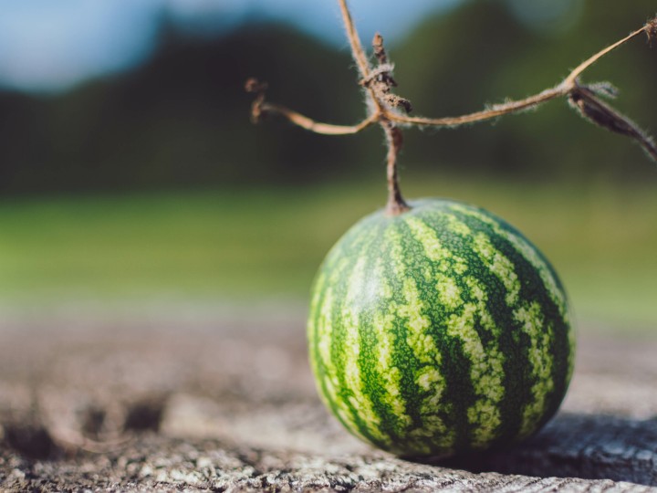 Mini Wassermelone