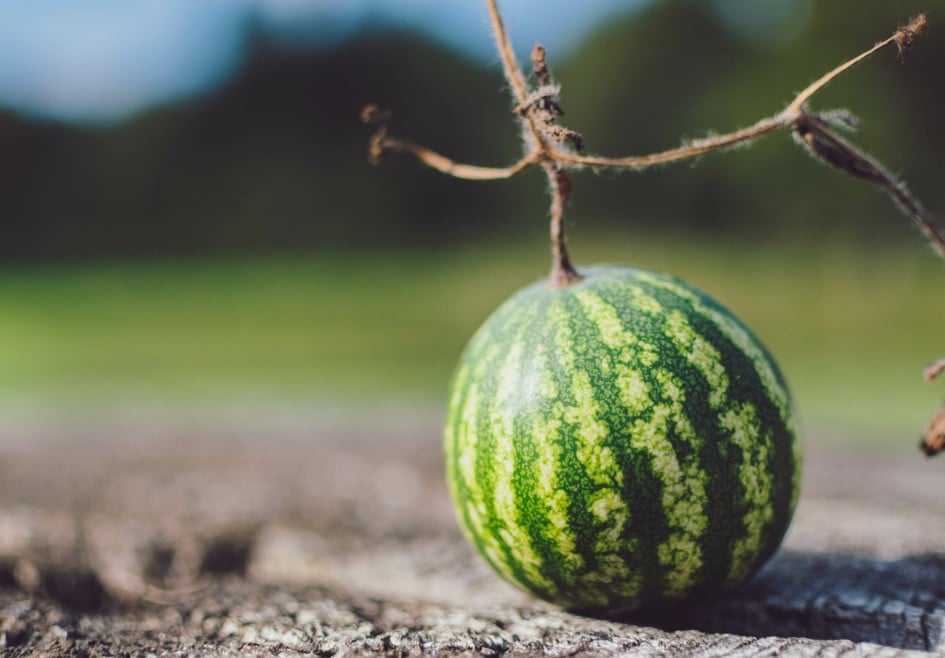 Mini Wassermelone