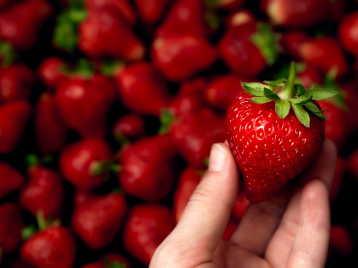 Large red strawberry in hand close-up on blur background. Big selected juicy berry. Sweet farm harvest. Organic food market. Passion concept. Love ingredient. Vegetarian meal. Side view. Copy space.