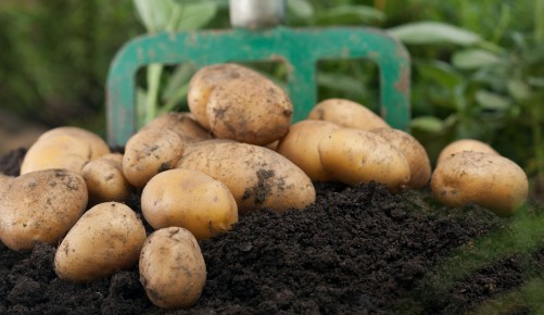 Kartoffelernte im Garten mit Grabegabel