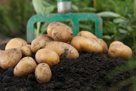 Kartoffelernte im Garten mit Grabegabel
