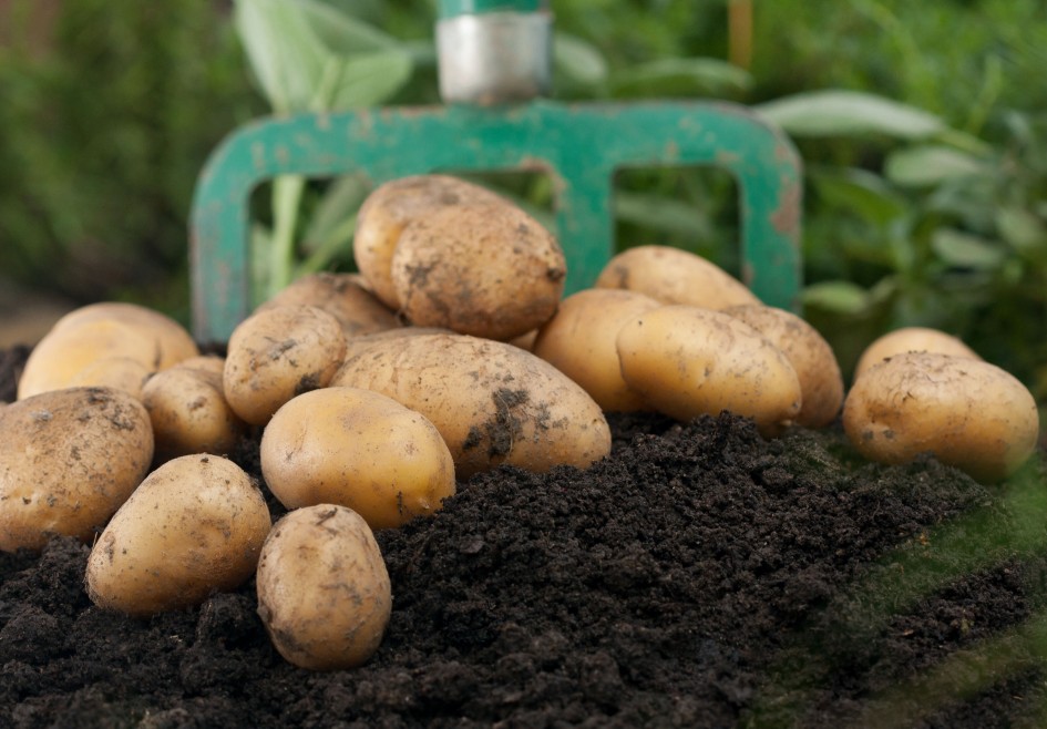 Kartoffelernte im Garten mit Grabegabel 