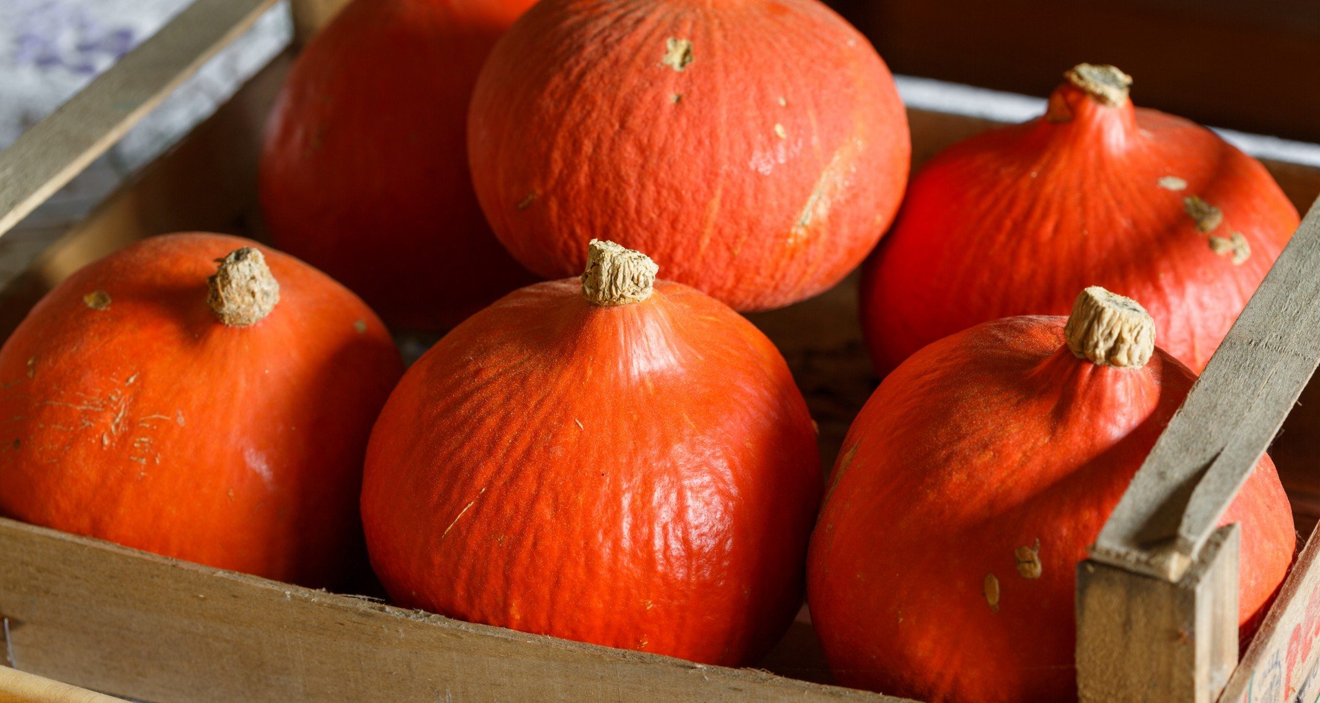 Hokkaido Kürbis