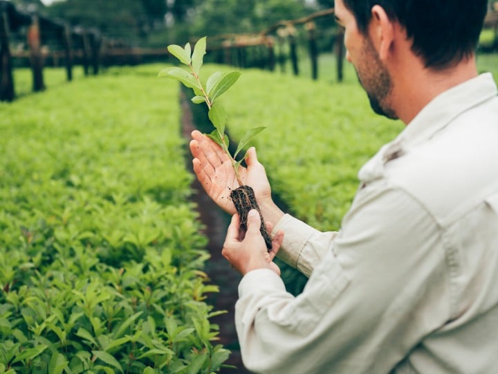Mate Farm in Argentinien
