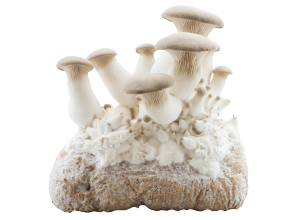 hermann.bio fungi pad, pilze