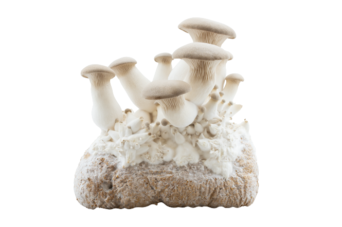 hermann.bio fungi pad, pilze
