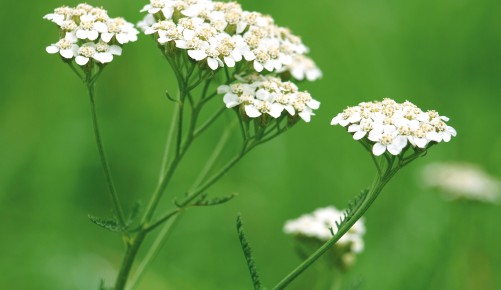Schafgarbe, Achillea millefolium