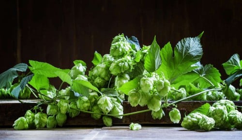 Bild von Hopfenblüten